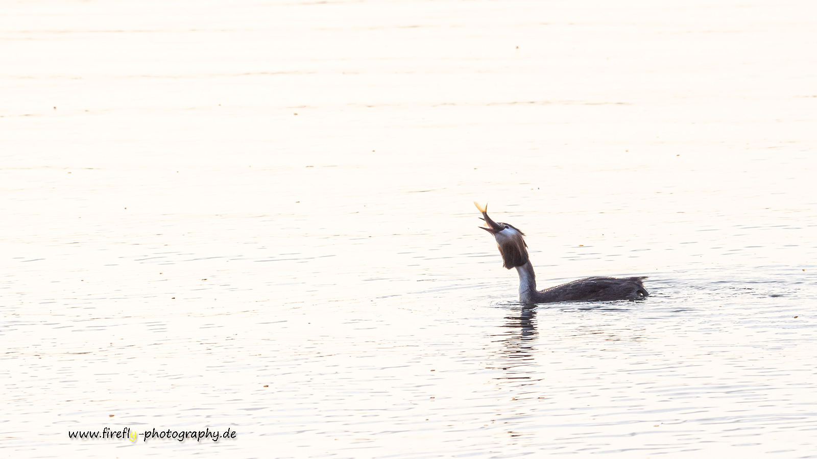 Haubentaucher beim Abendessen